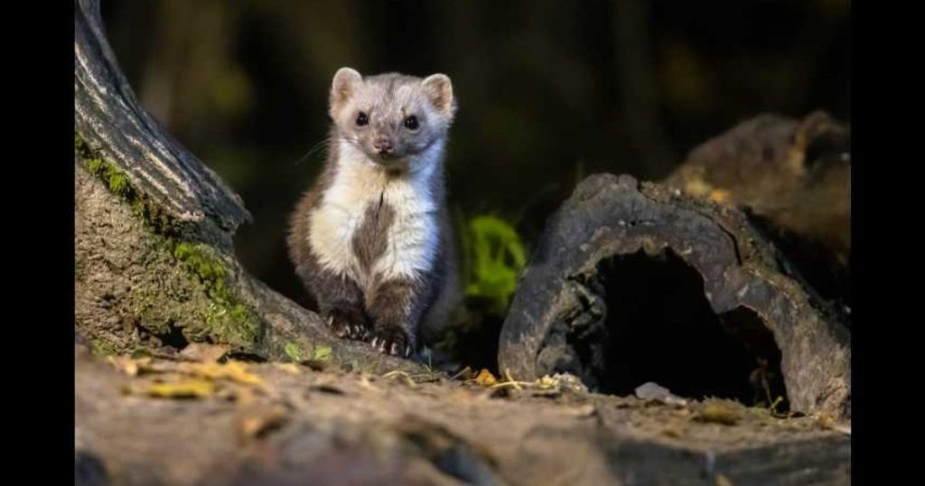 l’élimination des nuisibles coûte cinq fois plus que les dégâts causés par les espèces ciblées
