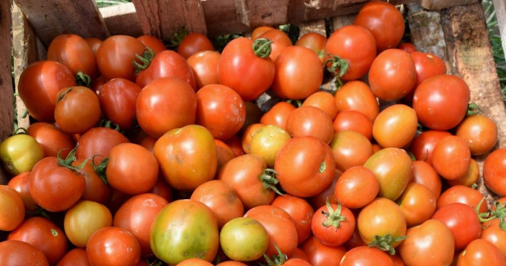 +40% en un an : la politique de trump est elle en train de transformer la tomate en produit de luxe ?